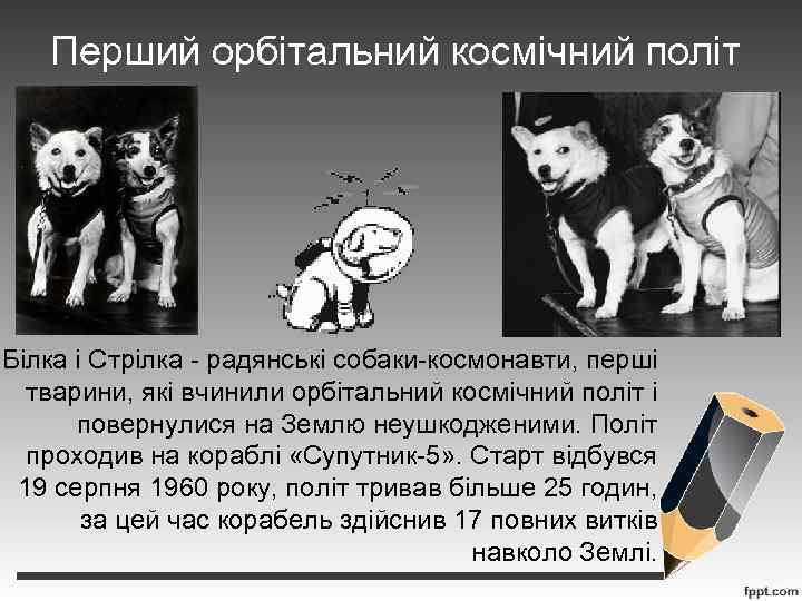 Перший орбітальний космічний політ Білка і Стрілка - радянські собаки-космонавти, перші тварини, які вчинили