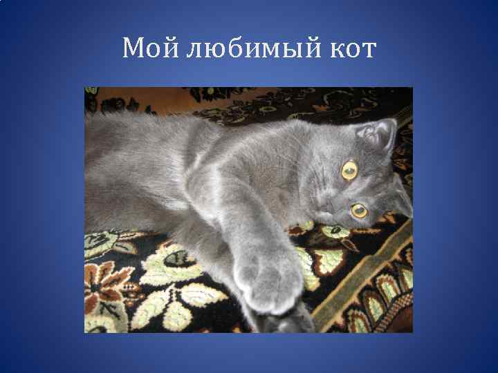 Мой любимый кот 