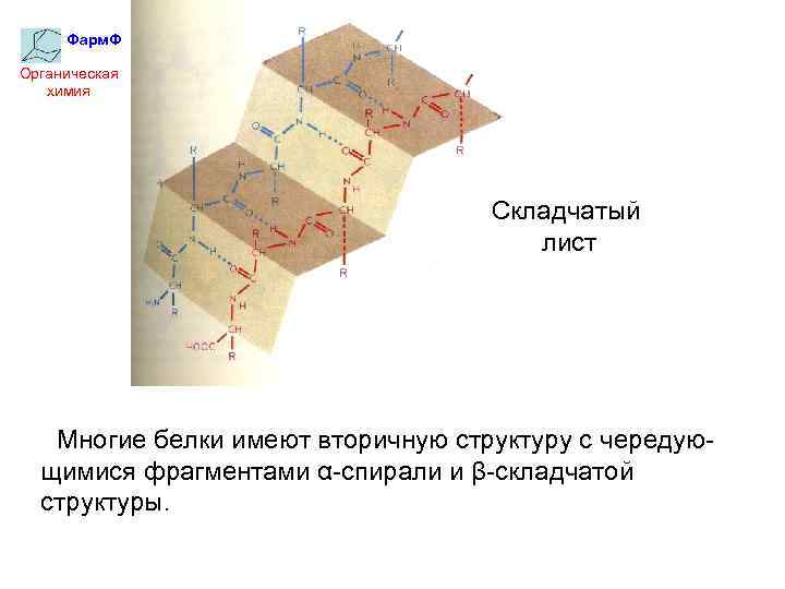 Фарм. Ф Органическая химия Складчатый лист Многие белки имеют вторичную структуру с чередующимися фрагментами