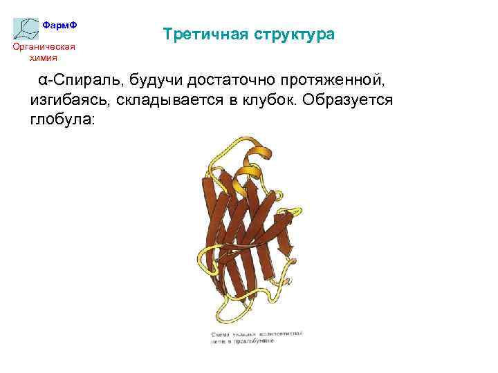 Фарм. Ф Органическая химия Третичная структура α-Спираль, будучи достаточно протяженной, изгибаясь, складывается в клубок.