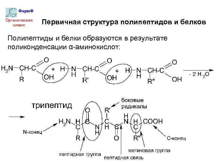 Запишите используя общую формулу аминокислот схему реакции поликонденсации аминокислот в полипептид