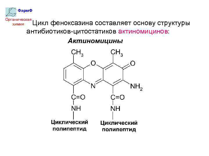 Фарм. Ф Органическая химия Цикл феноксазина составляет основу структуры антибиотиков-цитостатиков актиномицинов: 