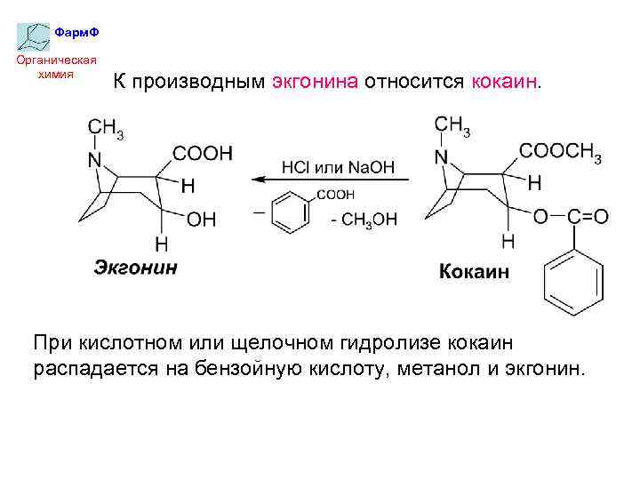 Фарм. Ф Органическая химия К производным экгонина относится кокаин. При кислотном или щелочном гидролизе