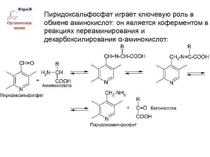 Фарм. Ф Органическая химия Пиридоксальфосфат играет ключевую роль в обмене аминокислот: он является коферментом