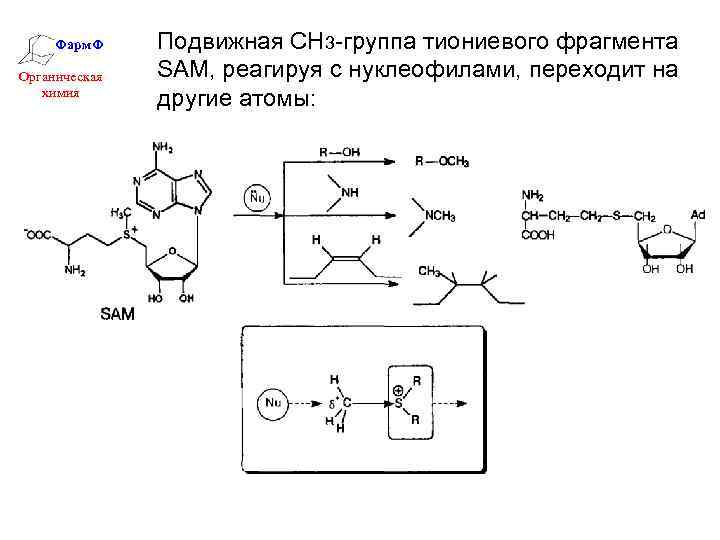 Фарм. Ф Органическая химия Подвижная СН 3 -группа тиониевого фрагмента SAM, реагируя с нуклеофилами,