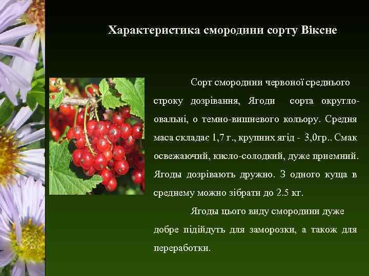 Характеристика смородини сорту Віксне Сорт смородини червоної среднього строку дозрівання, Ягоди сорта округло- овальні,