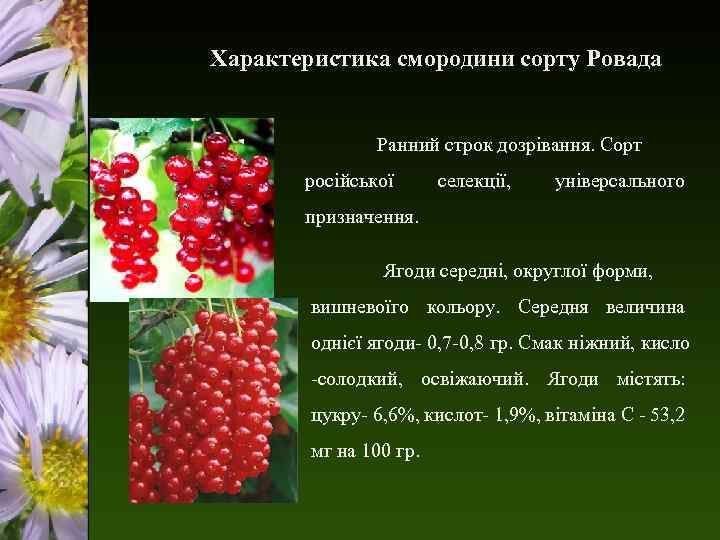 Характеристика смородини сорту Ровада Ранний строк дозрівання. Сорт російської селекції, універсального призначення. Ягоди середні,