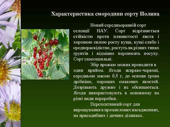 Характеристика смородини сорту Поляна Новий середньоранній сорт селекції НАУ. Сорт відрізняється стійкістю проти плямистості