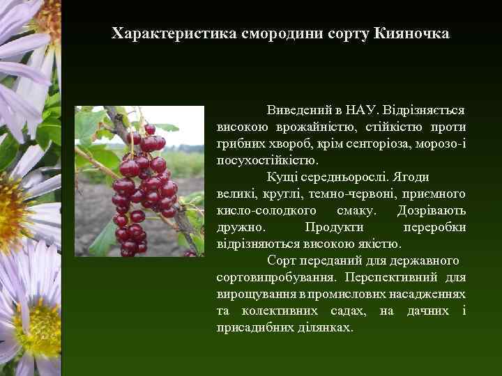 Характеристика смородини сорту Кияночка Виведений в НАУ. Відрізняється високою врожайністю, стійкістю проти грибних хвороб,