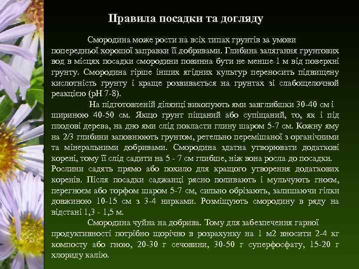 Правила посадки та догляду Смородина може рости на всіх типах грунтів за умови попередньої