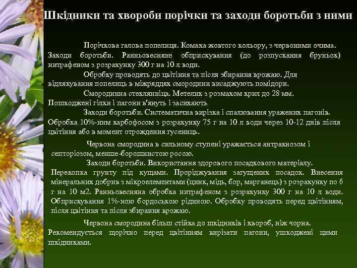 Шкідники та хвороби порічки та заходи боротьби з ними Порічкова галова попелиця. Комаха жовтого