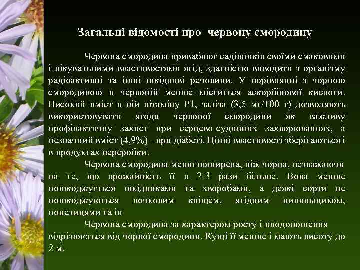 Загальні відомості про червону смородину Червона смородина приваблює садівників своїми смаковими і лікувальними властивостями