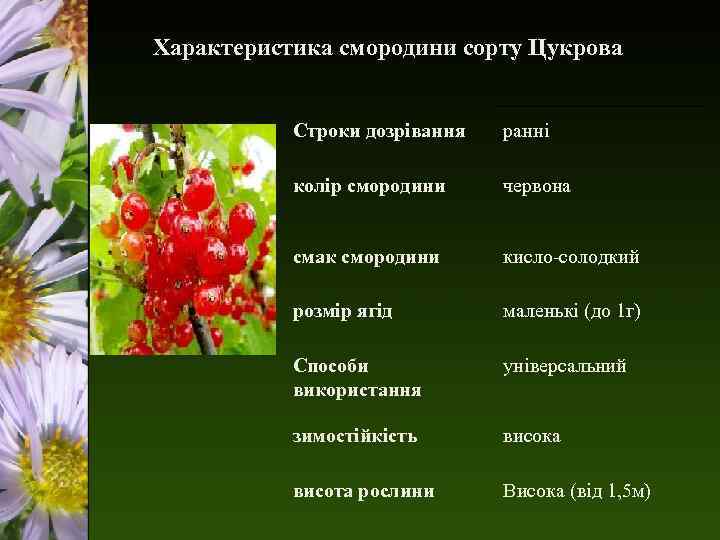 Характеристика смородини сорту Цукрова Строки дозрівання ранні колір смородини червона смак смородини кисло-солодкий розмір