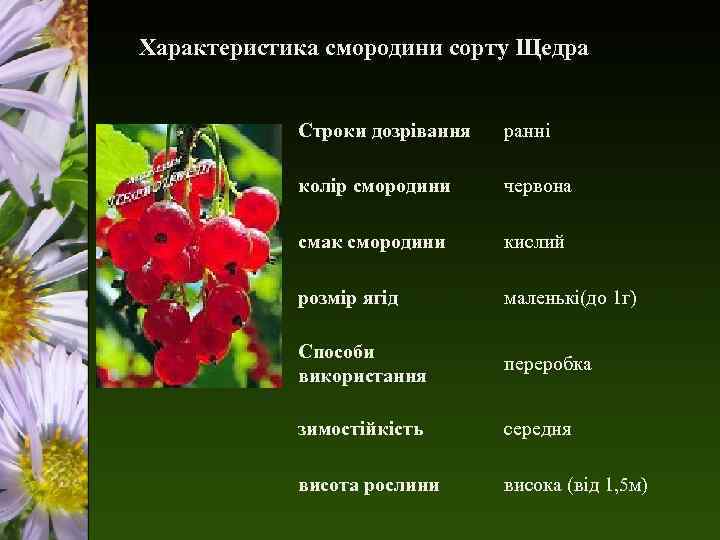 Характеристика смородини сорту Щедра Строки дозрівання ранні колір смородини червона смак смородини кислий розмір