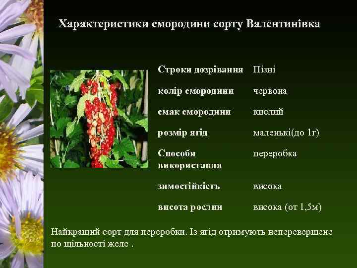 Характеристики смородини сорту Валентинівка Строки дозрівання Пізні колір смородини червона смак смородини кислий розмір