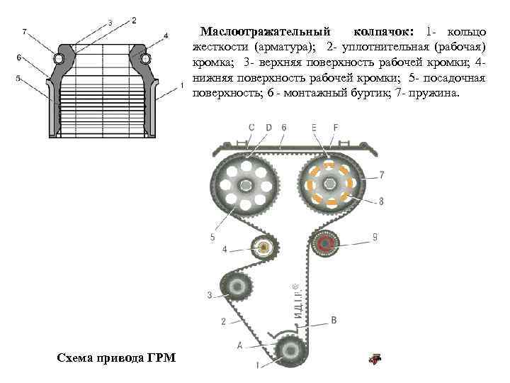 Маслоотражательный колпачок: 1 - кольцо жесткости (арматура); 2 - уплотнительная (рабочая) кромка; 3 -