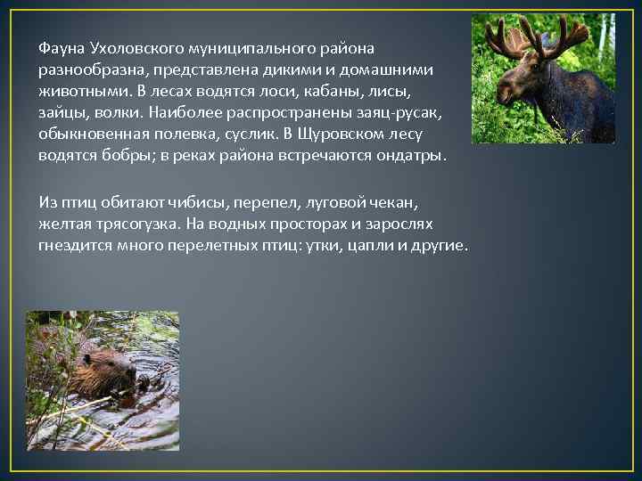 Фауна Ухоловского муниципального района разнообразна, представлена дикими и домашними животными. В лесах водятся лоси,