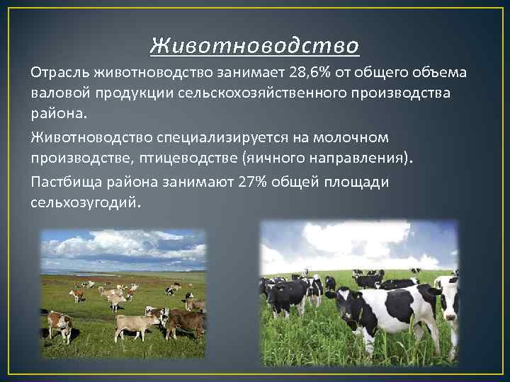 Отрасли животноводства районы. Отрасли скотоводства. Животноводство отрасли животноводства. Скотоводство продукция отрасли. Скотоводство отрасль животноводства.