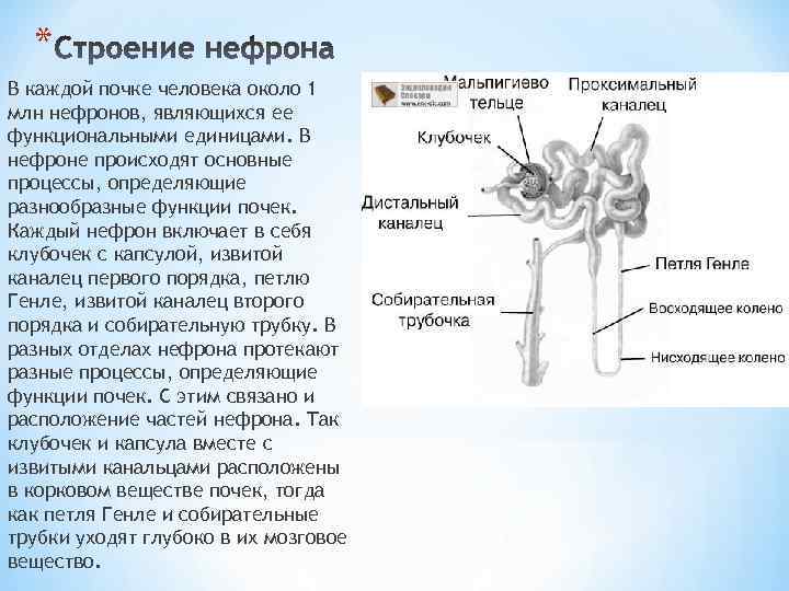 * В каждой почке человека около 1 млн нефронов, являющихся ее функциональными единицами. В