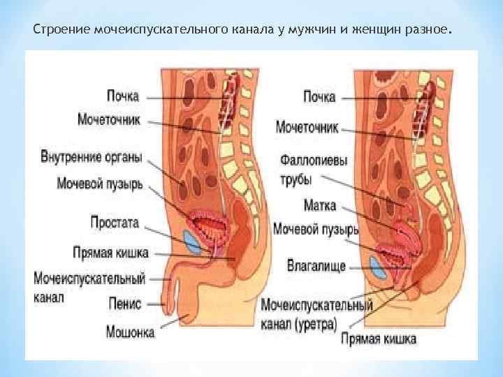 Строение мочеиспускательного канала у мужчин и женщин разное. 