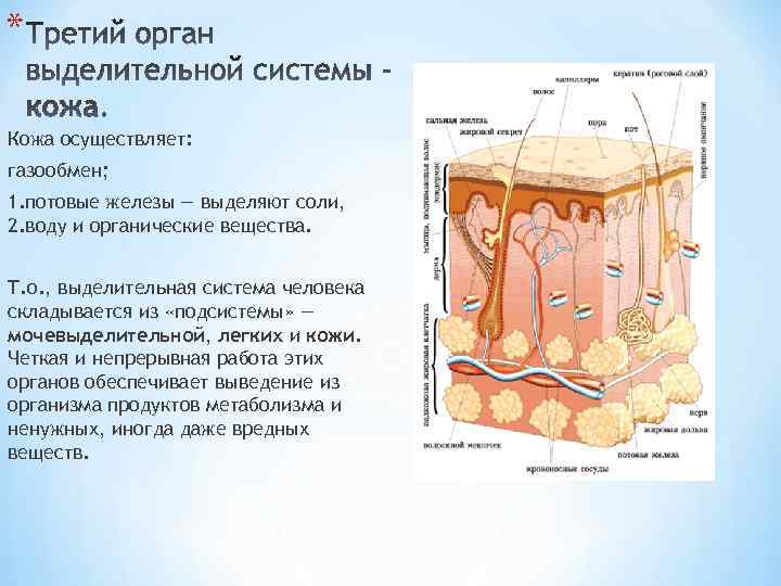 * Кожа осуществляет: газообмен; 1. потовые железы — выделяют соли, 2. воду и органические