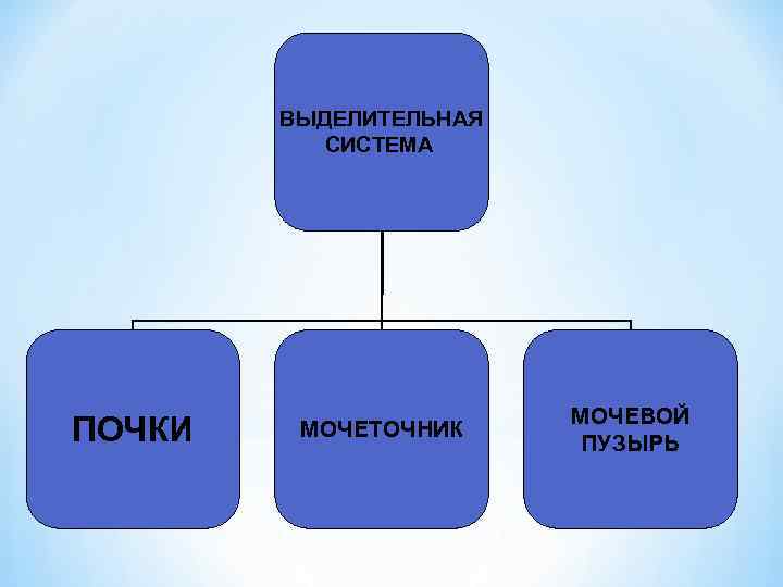 ВЫДЕЛИТЕЛЬНАЯ СИСТЕМА ПОЧКИ МОЧЕТОЧНИК МОЧЕВОЙ ПУЗЫРЬ 