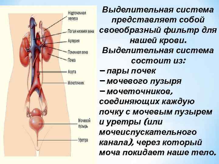 Как проходит мочеточник. Выделительная система человека строение почки. Функция мочеточника почки. Мочевыделительная система мочевой пузырь. Функции мочеточника анатомия.