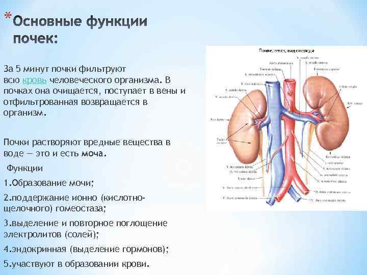 * За 5 минут почки фильтруют всю кровь человеческого организма. В почках она очищается,