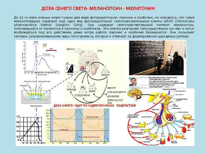 ДОЗА СЕНЕГО СВЕТА- МЕЛАНОПСИН - МЕЛАТОНИН До 21 -го века ученые знали только два