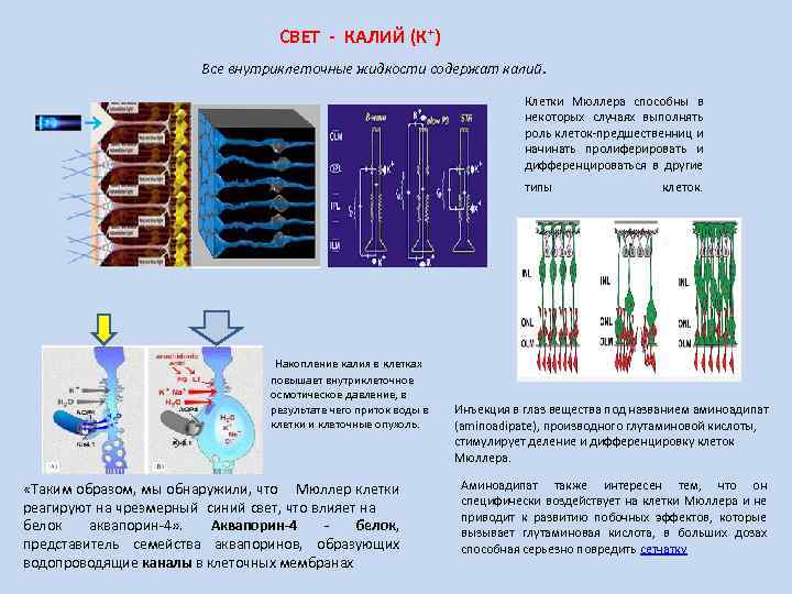 СВЕТ - КАЛИЙ (К+) Все внутриклеточные жидкости содержат калий. Клетки Мюллера способны в некоторых