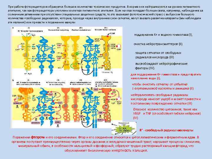 При работе фоторецепторов образуется большое количество токсических продуктов. В норме они нейтрализуются на уровне