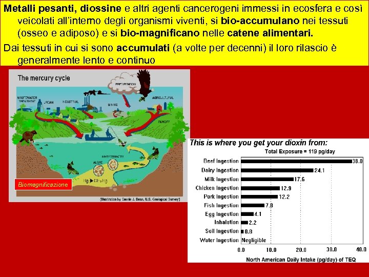 Metalli pesanti, diossine e altri agenti cancerogeni immessi in ecosfera e così veicolati all’interno