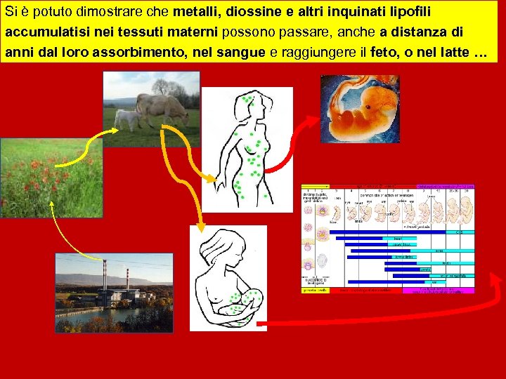Si è potuto dimostrare che metalli, diossine e altri inquinati lipofili accumulatisi nei tessuti
