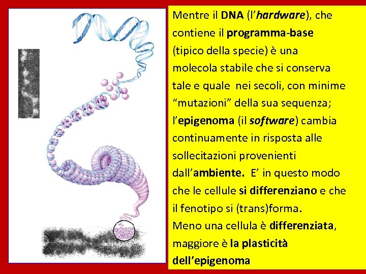 Mentre il DNA (l’hardware), che contiene il programma-base (tipico della specie) è una molecola