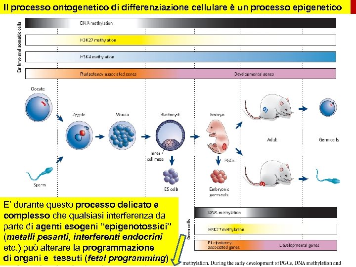 Il processo ontogenetico di differenziazione cellulare è un processo epigenetico Nature 447, 425 -432