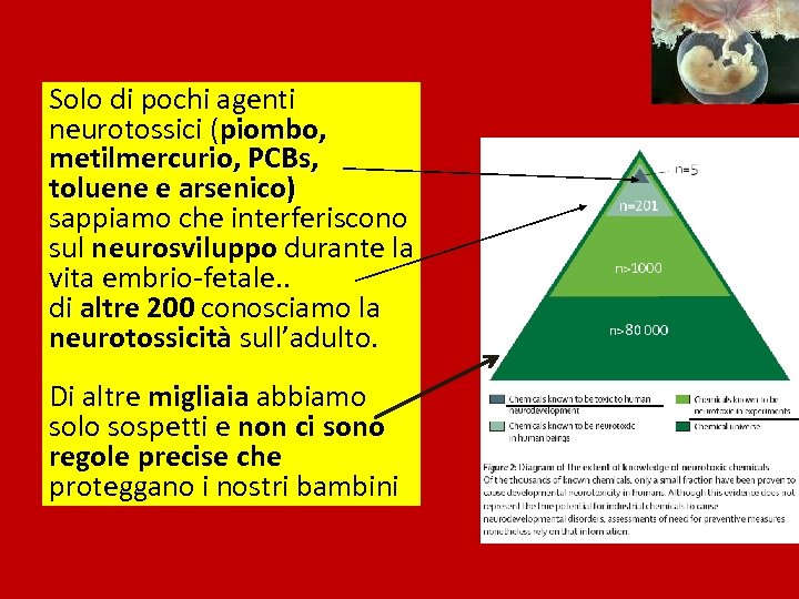 Solo di pochi agenti neurotossici (piombo, metilmercurio, PCBs, toluene e arsenico) sappiamo che interferiscono