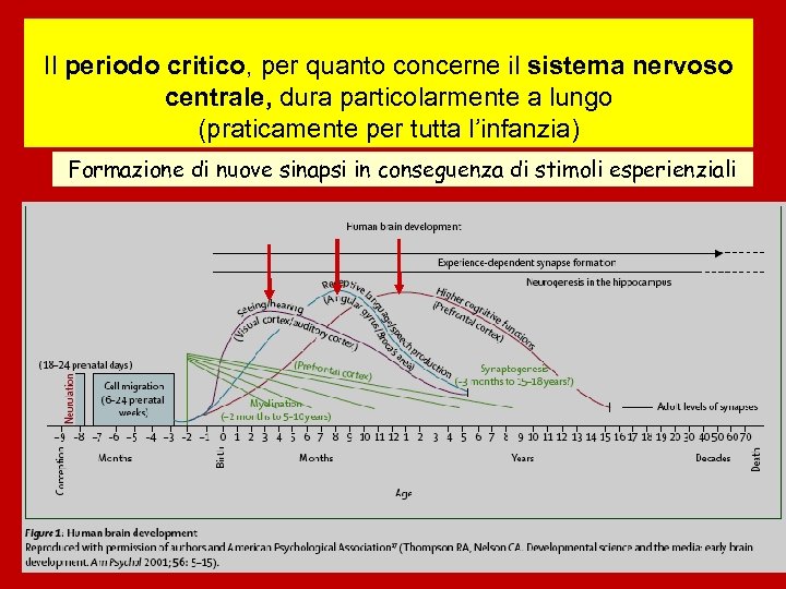 Il periodo critico, per quanto concerne il sistema nervoso centrale, dura particolarmente a lungo