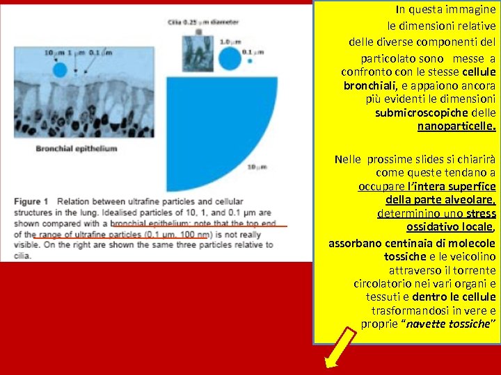 In questa immagine le dimensioni relative delle diverse componenti del particolato sono messe a