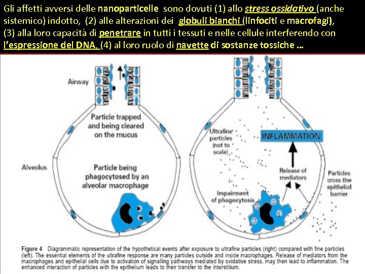Gli affetti avversi delle nanoparticelle sono dovuti (1) allo stress ossidativo (anche sistemico) indotto,
