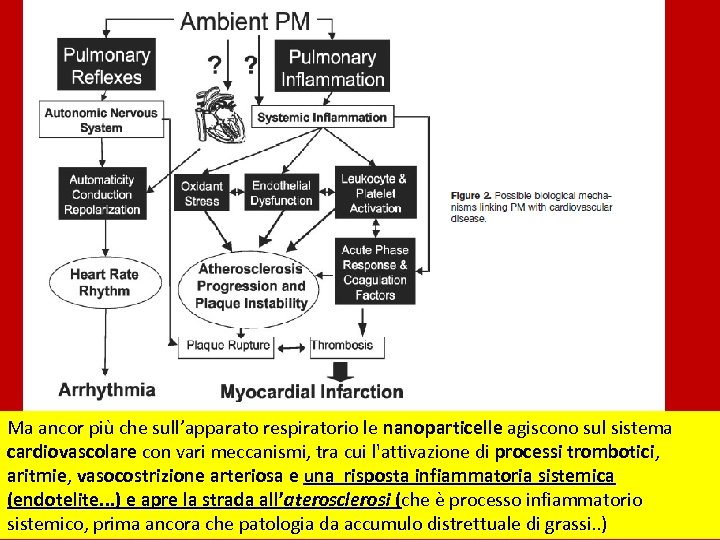 Ma ancor più che sull’apparato respiratorio le nanoparticelle agiscono sul sistema cardiovascolare con vari