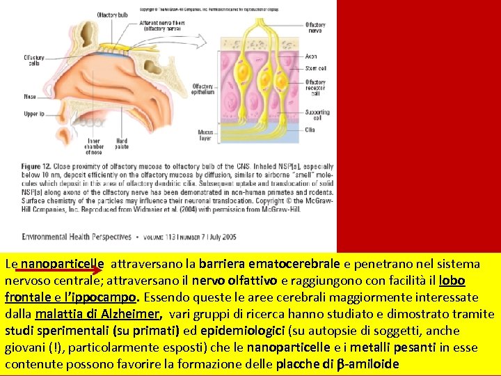 Le nanoparticelle attraversano la barriera ematocerebrale e penetrano nel sistema nervoso centrale; attraversano il