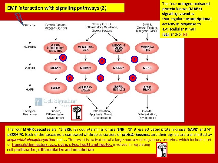 The four mitogen-activated protein kinase (MAPK) signaling cascades that regulate transcriptional activity in response