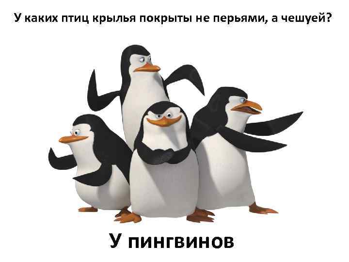 У каких птиц крылья покрыты не перьями, а чешуей? У пингвинов 