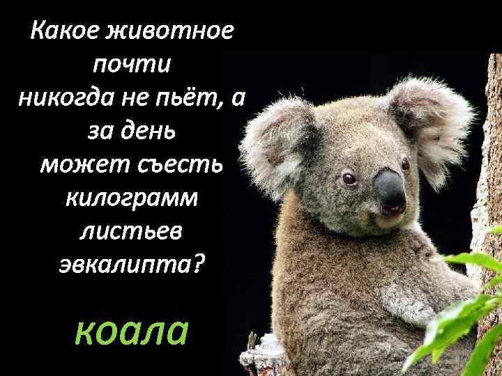 Какое животное почти никогда не пьёт, а за день может съесть килограмм листьев эвкалипта?