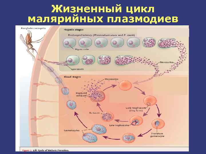 Хозяев в цикле развития малярийного плазмодия. Жизненный цикл малярийного плазмодия. Стадии жизненного цикла малярийного плазмодия. Схема развития малярийного плазмодия. Стадии размножения малярийного плазмодия.