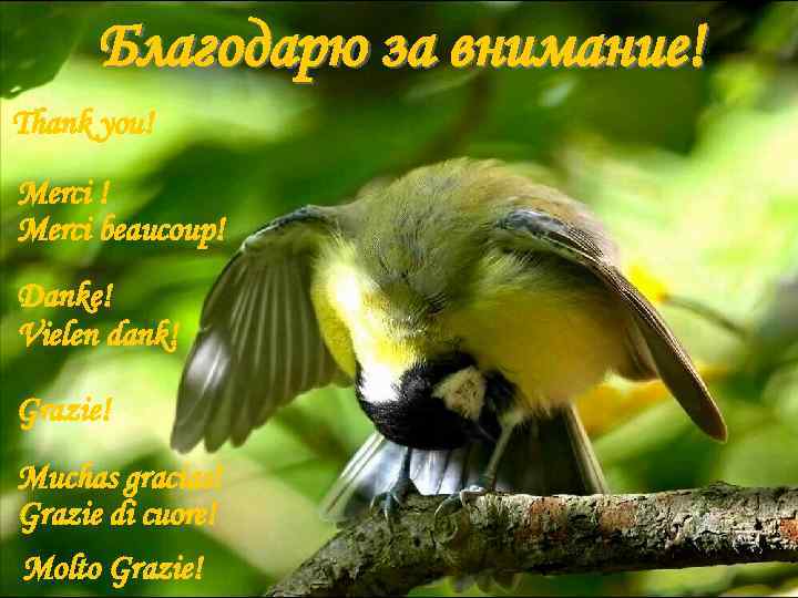 Благодарю за внимание! Thank you! Merci beaucoup! Danke! Vielen dank! Grazie! Muchas gracias! Grazie