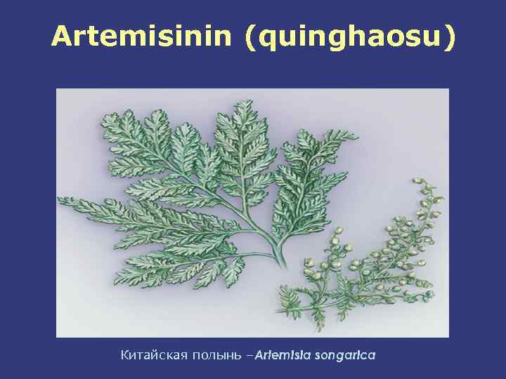 Artemisinin (quinghaosu) Китайская полынь –Artemisia songarica 