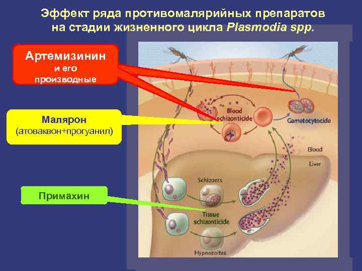Эффект ряда противомалярийных препаратов на стадии жизненного цикла Plasmodia spp. Артемизинин и его производные