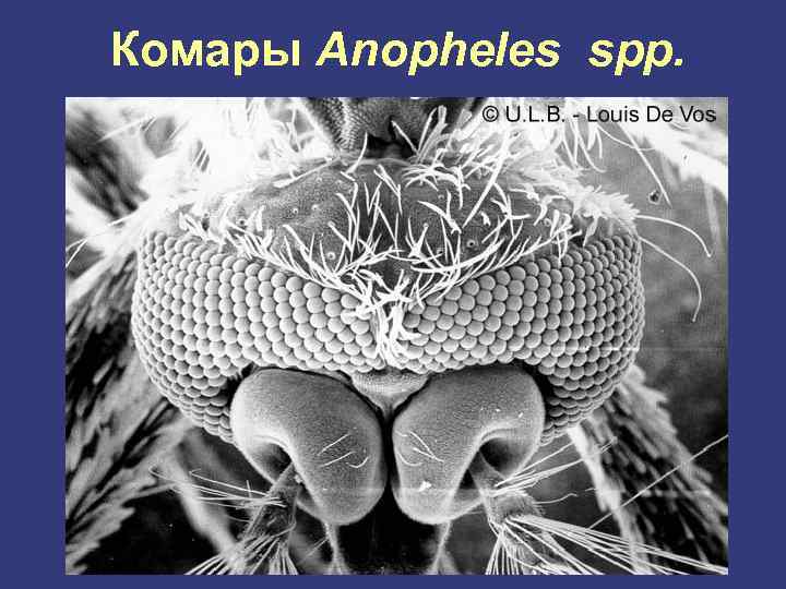 Комары Anopheles spp. 