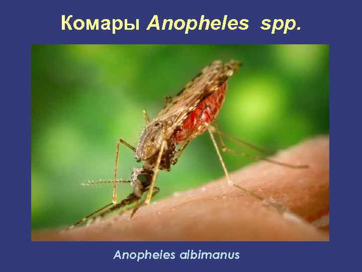 Комары Anopheles spp. Anopheles albimanus 
